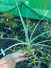 Load image into Gallery viewer, Air Plant - Tillandsia No40 ehlersiana