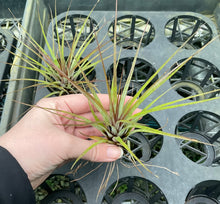 Load image into Gallery viewer, Air Plant - Tillandsia No6