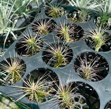 Load image into Gallery viewer, Air Plant - Tillandsia No33 funkiana
