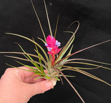 Load image into Gallery viewer, Air Plant - Tillandsia - *IN SPIKE/FLOWER* - No9 stricta