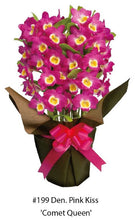 Load image into Gallery viewer, Orchid Seedling 50mm Pot size - Dendrobium Pink Kiss Comet Queen softcane