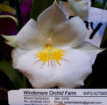 Load image into Gallery viewer, Flask - Oncidium Miltoniopsis Sun Glow 'Amazing' (Pansy Orchid)