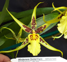 Load image into Gallery viewer, Flask - Oncidium Mclra Yellow Star 'Golden Gambol'