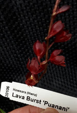 Load image into Gallery viewer, Orchid 50mm Pot Size - Oncidium Howeara Lava Burst 'Puanani'