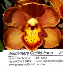 Load image into Gallery viewer, 70mm pot - Tropical Cymbidium Seedlings Mixed Colours/ varieties Lucky Dip
