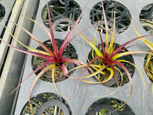 Load image into Gallery viewer, Air Plant - Tillandsia No5 variabilis