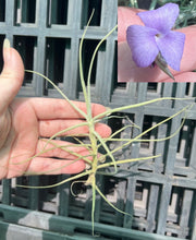 Load image into Gallery viewer, Air Plant - Tillandsia No11 paleacea