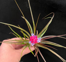 Load image into Gallery viewer, Air Plant - Tillandsia - *IN SPIKE/FLOWER* - No9 stricta