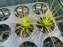 Load image into Gallery viewer, Air Plant - Tillandsia No17