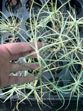 Load image into Gallery viewer, Air Plant - Tillandsia No11 paleacea
