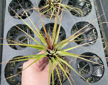 Load image into Gallery viewer, Air Plant - Tillandsia No6
