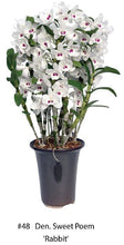 Load image into Gallery viewer, Flask - Dendrobium Nobile Sweet Poem 'Rabbit'  Soft Cane Yamamoto Breeding