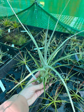 Load image into Gallery viewer, Air Plant - Tillandsia No40 ehlersiana