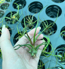 Load image into Gallery viewer, Air Plant - Tillandsia No12 bulbosa