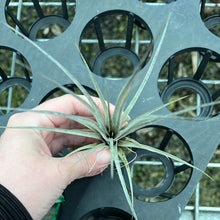 Load image into Gallery viewer, Air Plant - Tillandsia No31