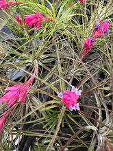 Load image into Gallery viewer, Air Plant - Tillandsia - *IN SPIKE/FLOWER* - No9 stricta