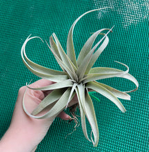 Load image into Gallery viewer, Air Plant - Tillandsia No55 xerographica ($50) *SPECIAL*