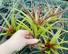 Load image into Gallery viewer, Air Plant - Tillandsia No5 variabilis