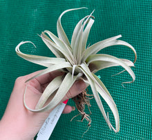 Load image into Gallery viewer, Air Plant - Tillandsia No55 xerographica ($50) *SPECIAL*