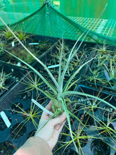 Load image into Gallery viewer, Air Plant - Tillandsia No40 ehlersiana