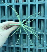 Load image into Gallery viewer, Air Plant - Tillandsia No11 paleacea