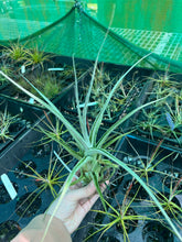 Load image into Gallery viewer, Air Plant - Tillandsia No40 ehlersiana