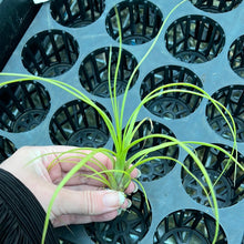 Load image into Gallery viewer, Air Plant - Tillandsia No26 balbisiana