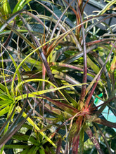 Load image into Gallery viewer, Air Plant - Tillandsia No5 variabilis