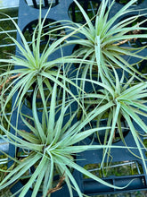 Load image into Gallery viewer, Air Plant - Tillandsia No19 espinosae