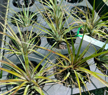 Load image into Gallery viewer, Air Plant - Tillandsia No6