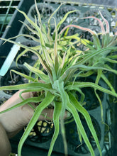 Load image into Gallery viewer, Air Plant - Tillandsia No41 streptophylla ‘giant’