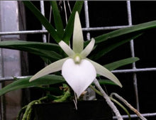 Load image into Gallery viewer, Orchid Seedling 50mm Pot Size - Angraeceum didieri x sib - Species