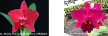 Load image into Gallery viewer, Flask - Cattleya Rlc. Ability Red 'Sunset Memory' x Hsinying Scarlet 'Ching Hua'