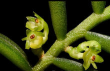 Load image into Gallery viewer, Flask - Adenoncos virens - Species