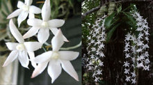 Load image into Gallery viewer, Orchid Seedling 50mm Pot size - Aerangis biloba species