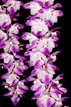 Load image into Gallery viewer, Orchid Seedling 50mm Pot size - Aerides multiflora species