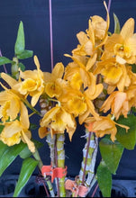 Load image into Gallery viewer, Orchid Seedling 50mm Pot size - Dendrobium Amber softcane