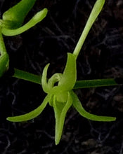 Load image into Gallery viewer, Flask - Angraeceum Angcm. calceolus  - Species