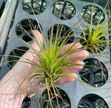 Load image into Gallery viewer, Air Plant - Tillandsia No17