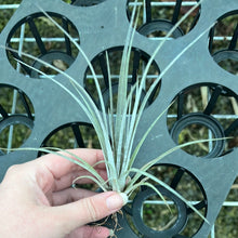 Load image into Gallery viewer, Air Plant - Tillandsia No31