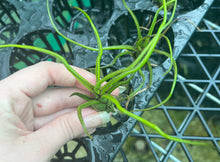 Load image into Gallery viewer, Air Plant - Tillandsia No12 bulbosa