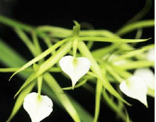 Load image into Gallery viewer, Flask - Cattleya subulifolia (cordata) x sib  species