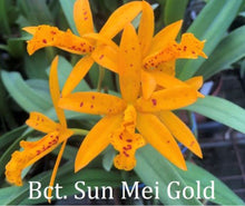 Load image into Gallery viewer, Flask - Cattleya Sun Mei Gold 'M'