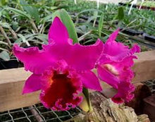 Load image into Gallery viewer, Orchid Seedling 50mm Pot Size - Cattleya Purple Ruby x Pirate King 'Red Sun'