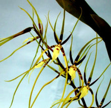 Load image into Gallery viewer, Flask - Oncidium Brassia Rex
