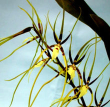Load image into Gallery viewer, Orchid Seedling 50mm Pot size - Oncidium Brassia Rex
