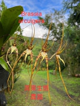 Load image into Gallery viewer, Flask - Oncidium Brassia longissima x arcuigera