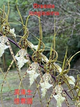 Load image into Gallery viewer, Flask - Oncidium Brassia longissima x arcuigera