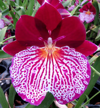 Load image into Gallery viewer, Orchid Seedling 50mm Pot Size - Miltoniopsis Breathless &#39;Beauty&#39;
