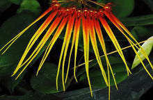 Load image into Gallery viewer, Orchid Seedling 50mm Pot Size - Bulbophyllum hirundinis species